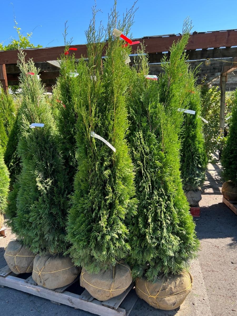 Arborvitae Emerald Green - Image 8