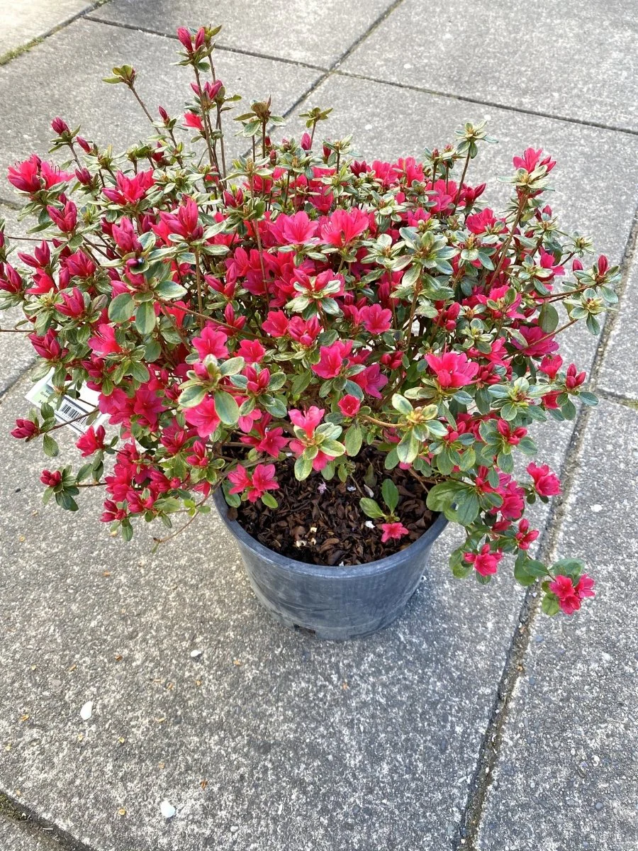 Azalea 'Hino Crimson' - Image 3