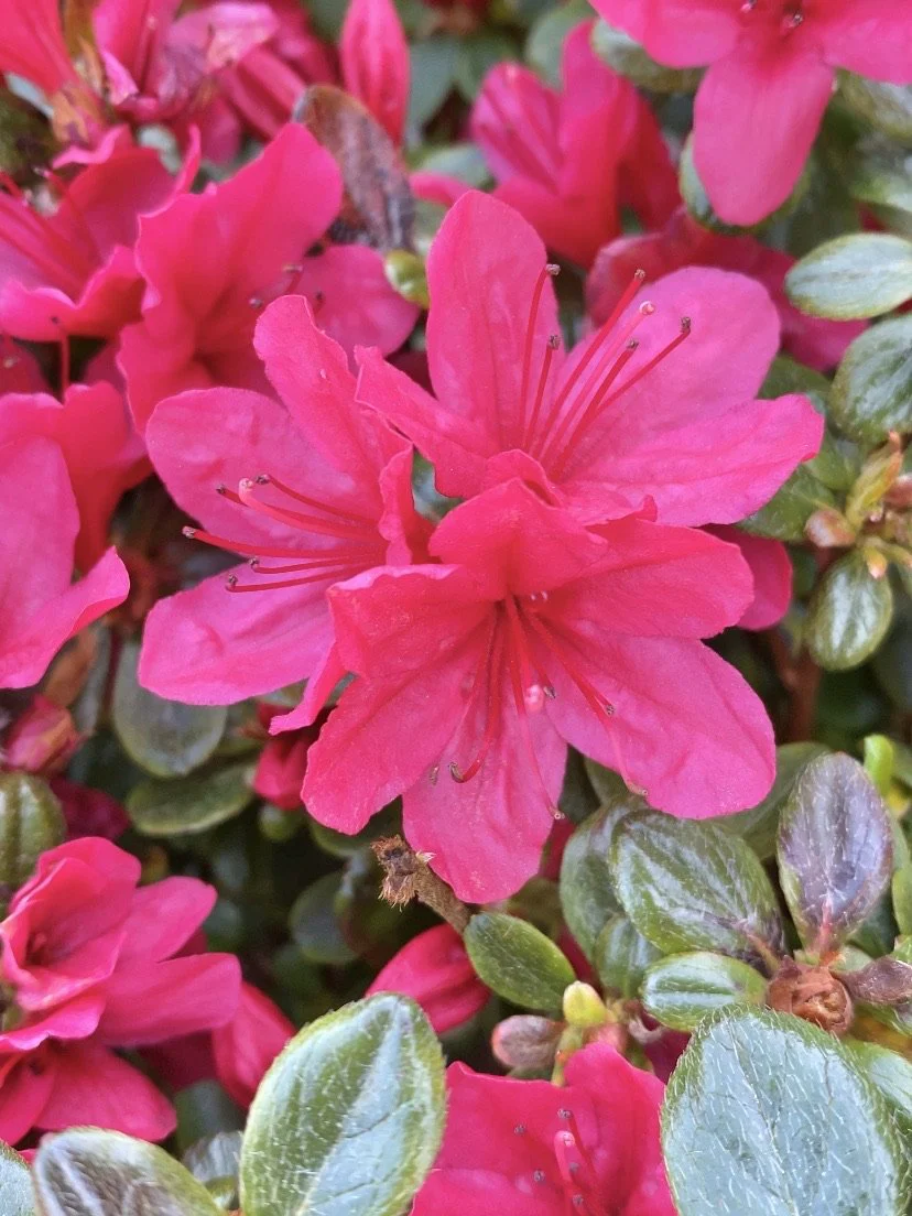 Azalea 'Hino Crimson' - Image 4