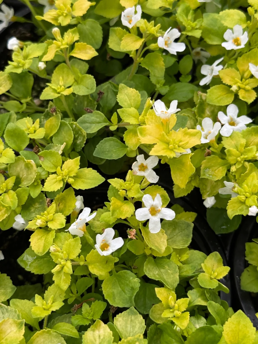 Bacopa Golden Leaves White 4”