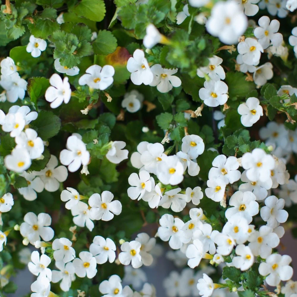 Bacopa White 4"