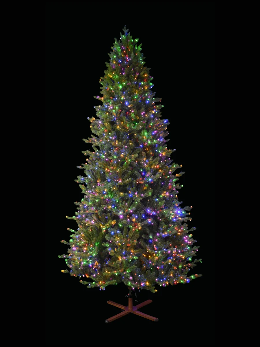 Balsam Fir 9' - Image 5