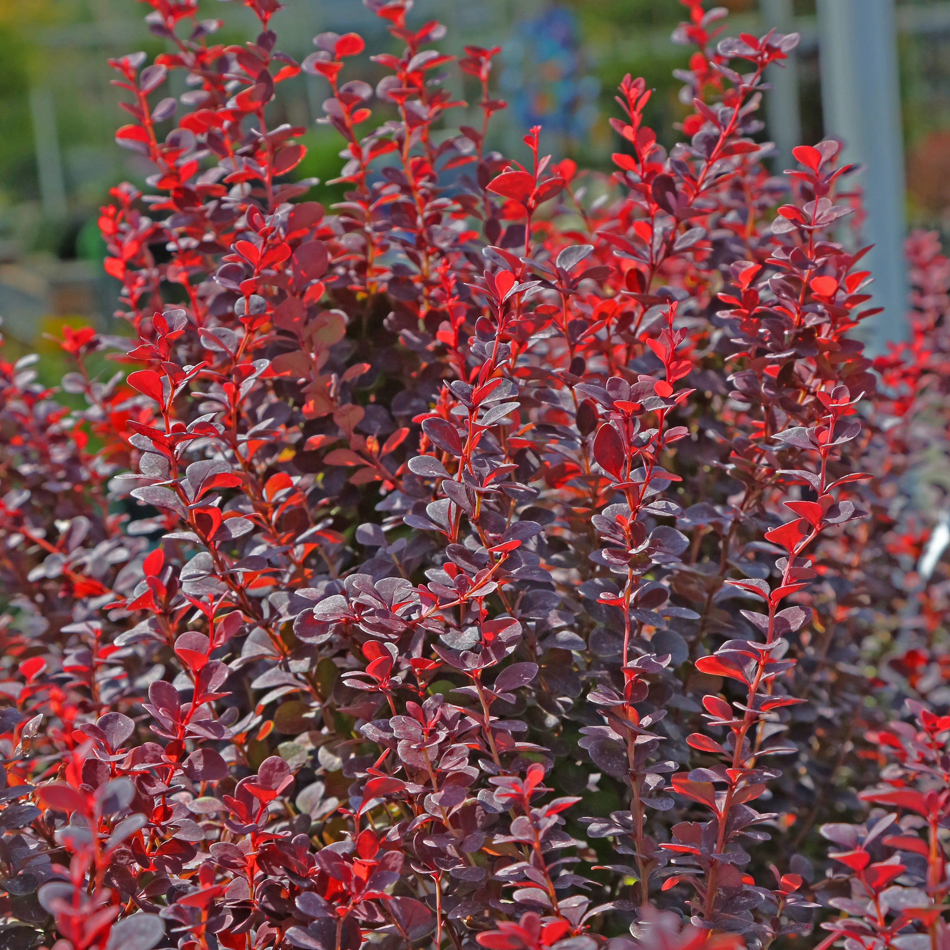 Barberry 'Orange Rocket' - Image 3