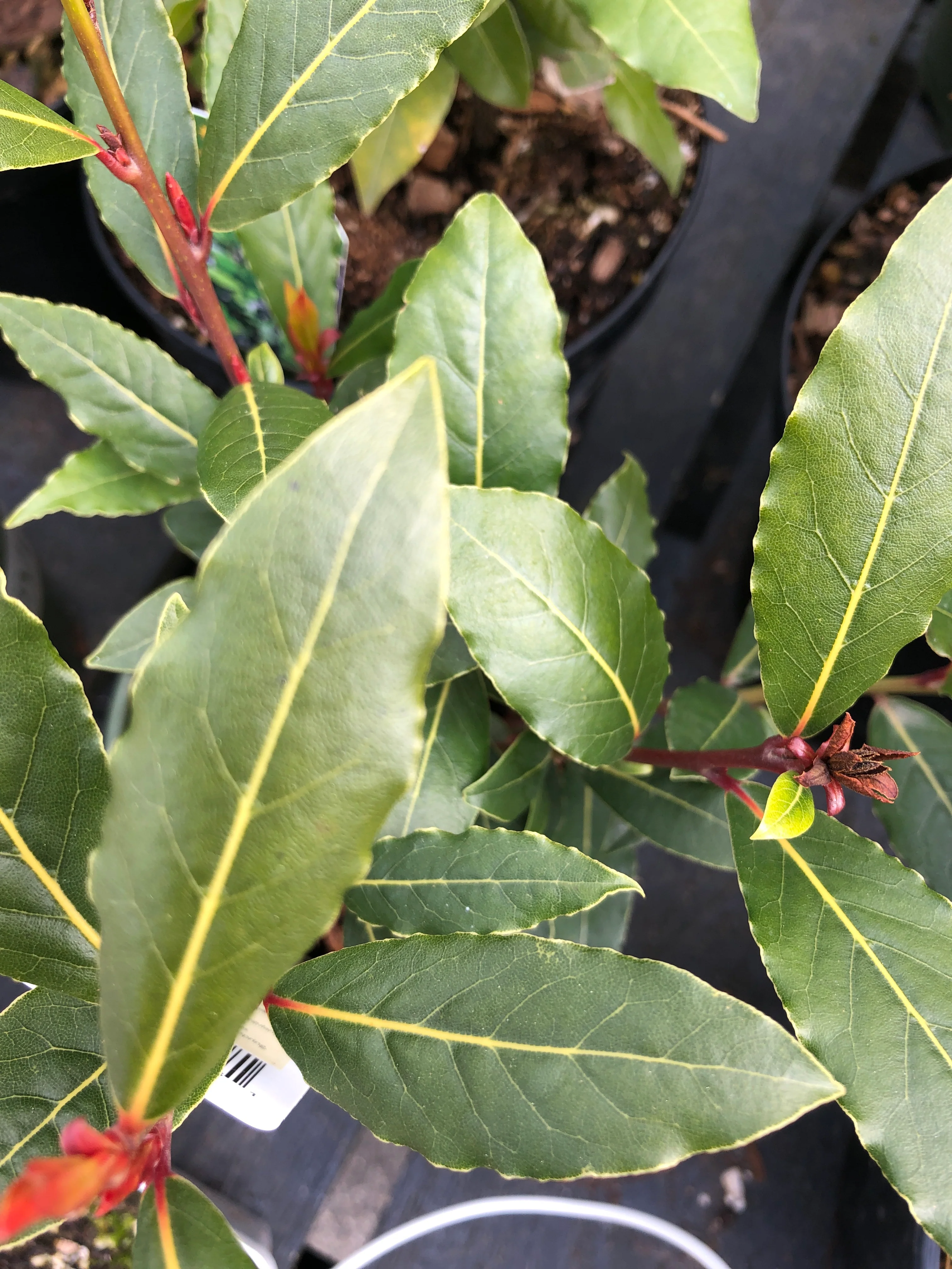 Bay Leaf Sweet Little Ragu - Image 2