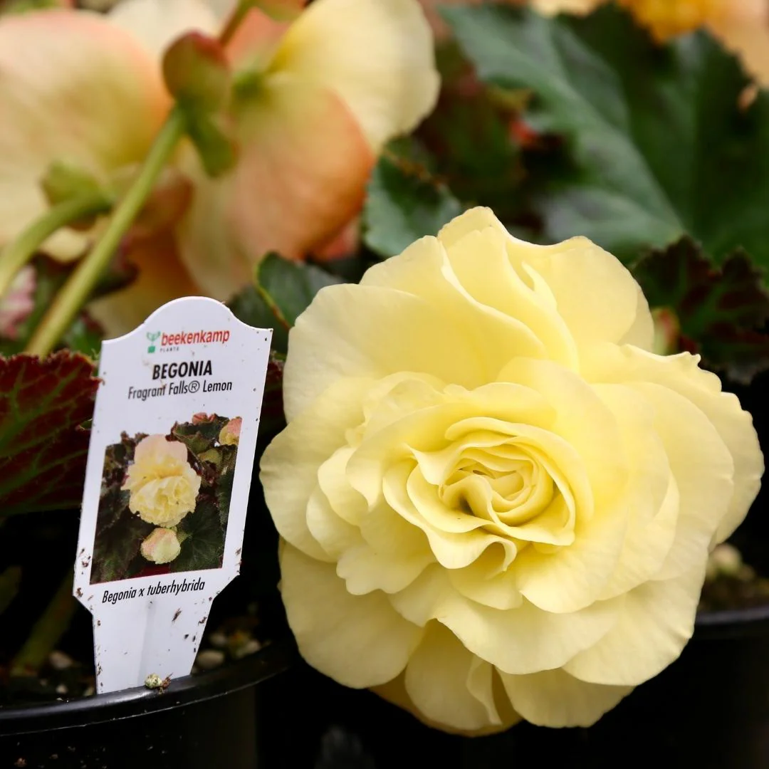 Begonia Fragrant Falls® Lemon Qt.