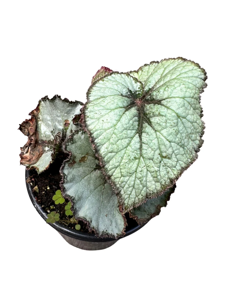 Begonia Rex 4"
