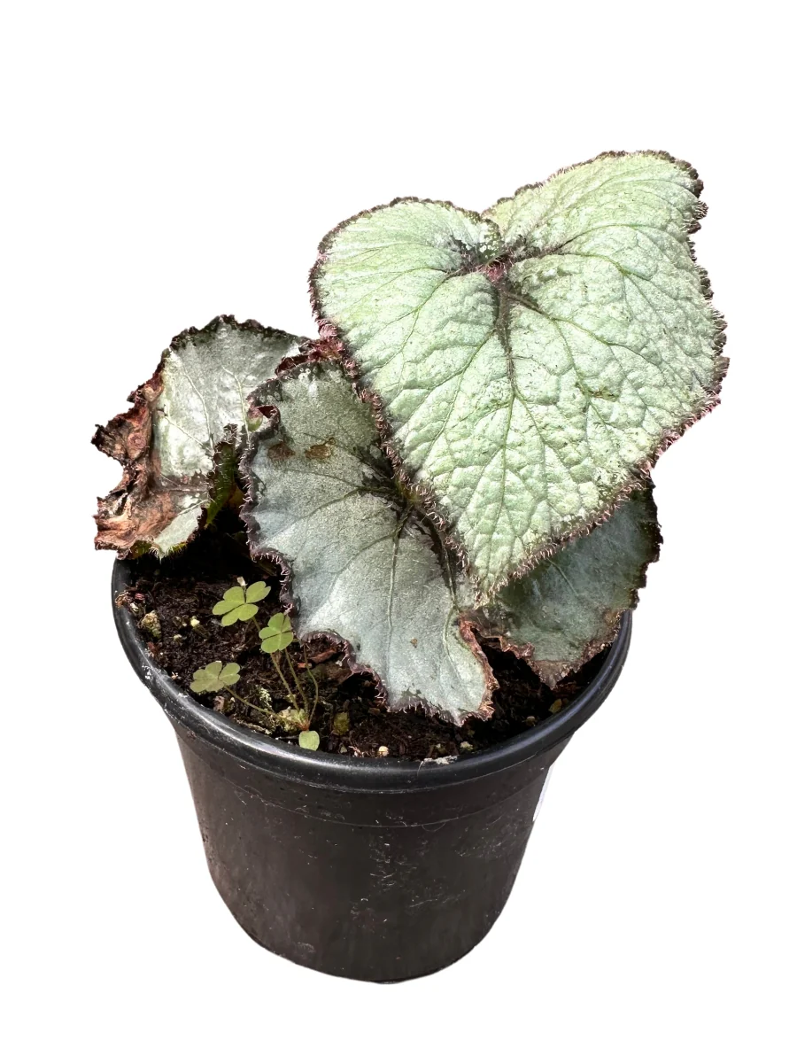 Begonia Rex 4" - Image 2