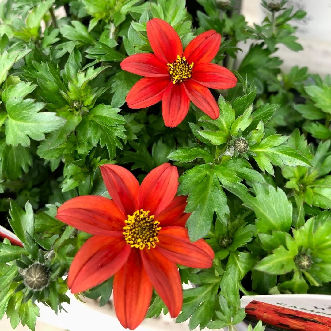 Proven Winners Bidens 'Campfire Flame' 4.5'' - Image 2