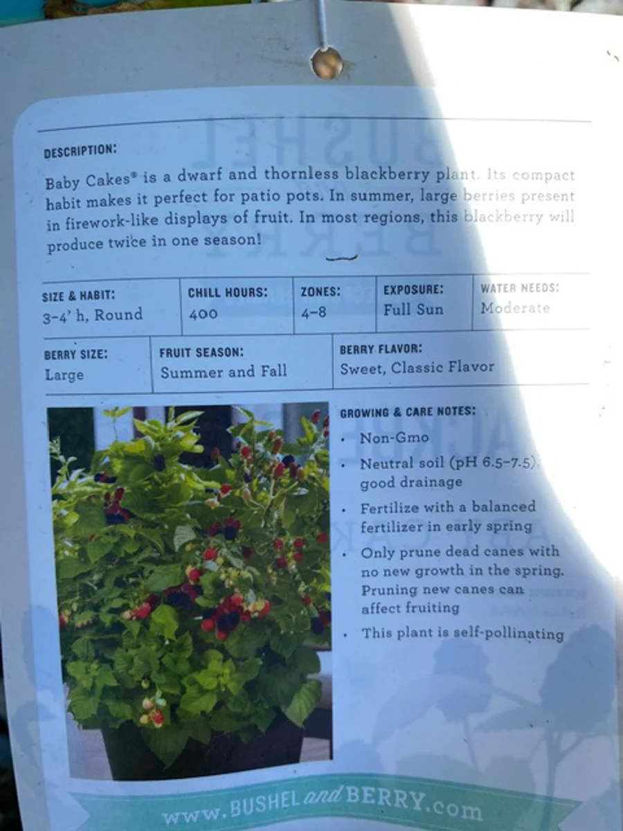 Blackberry 'Baby Cakes' - Image 3