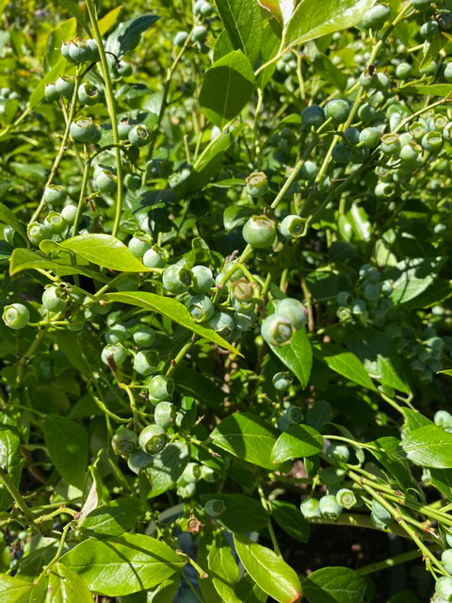 Blueberry 'Duke' 2G - Image 3