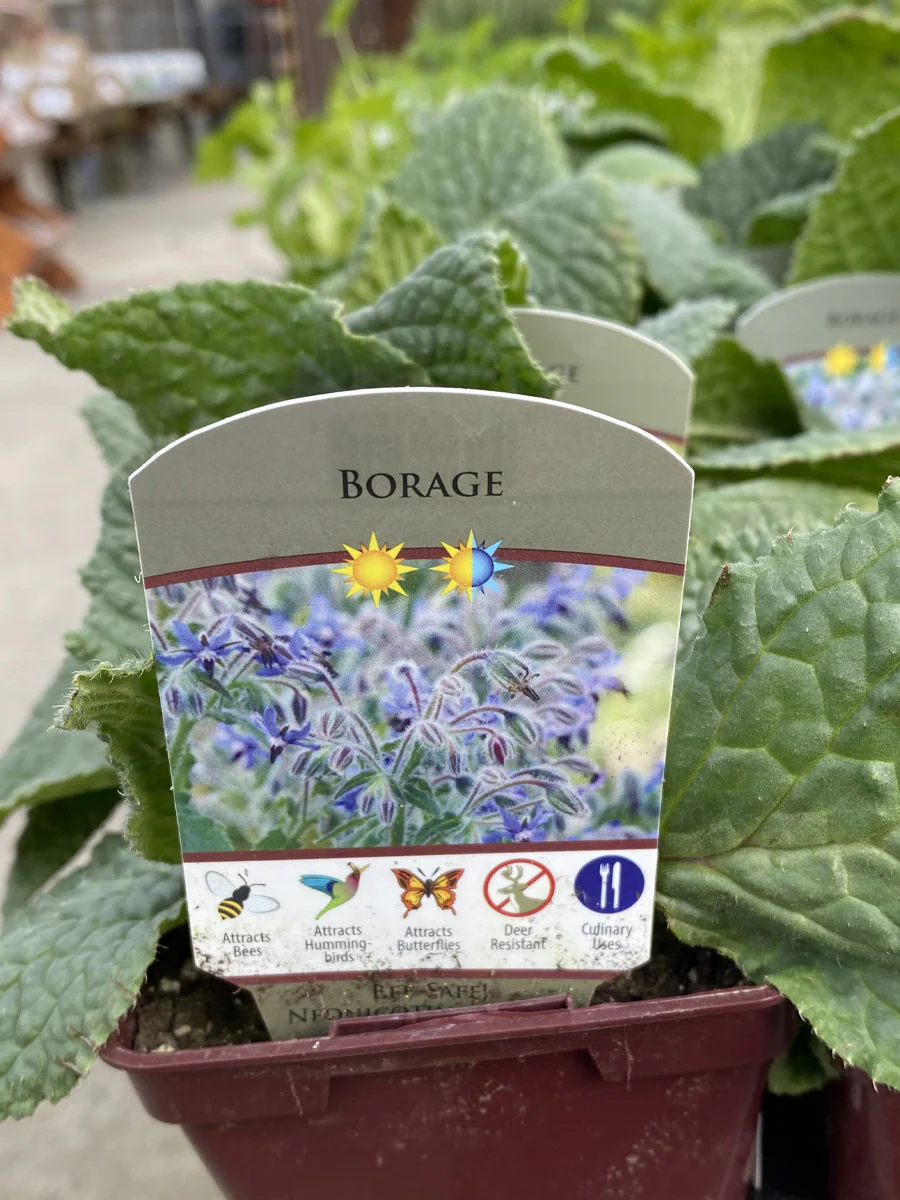 Borage 4"