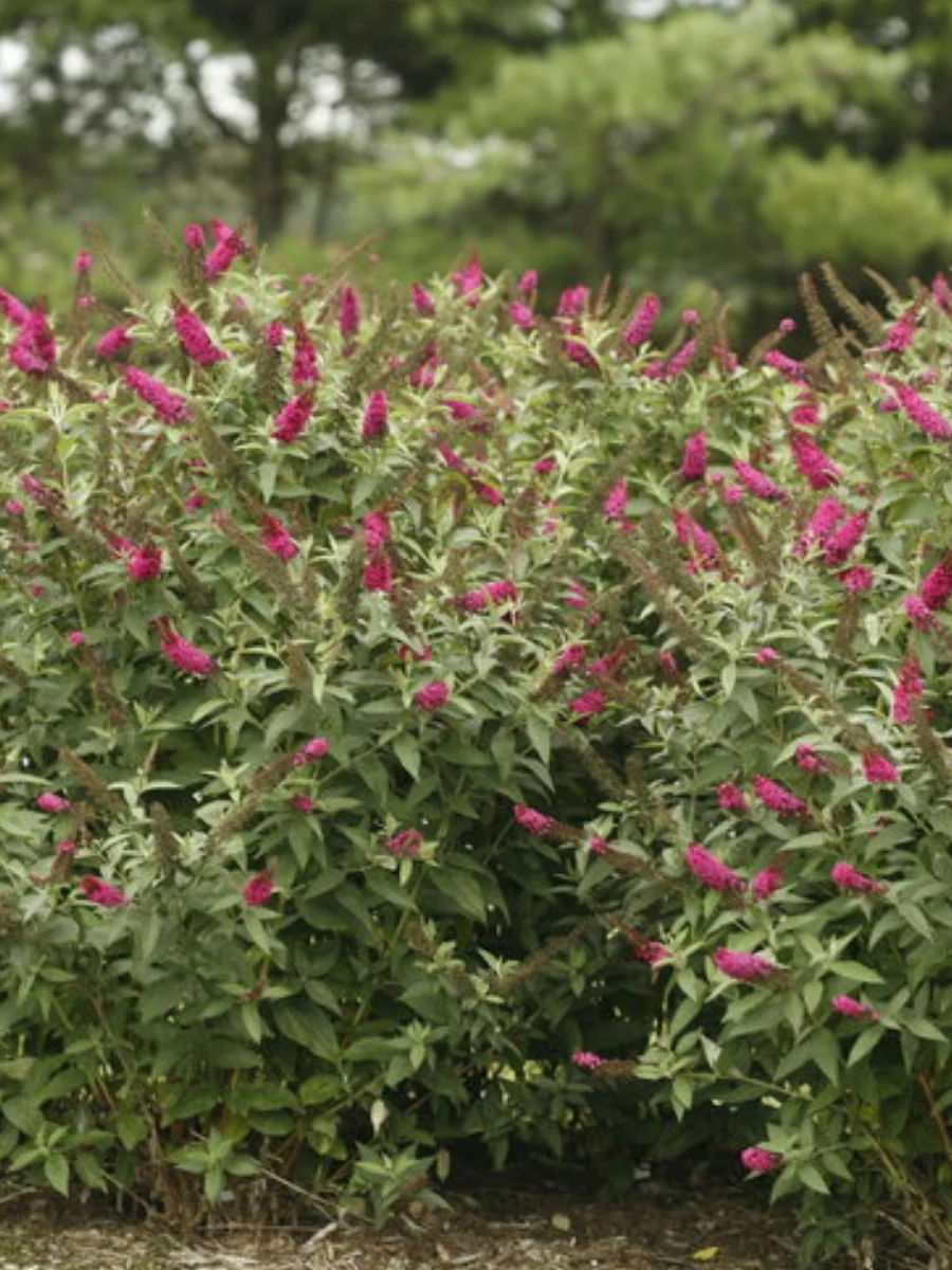 Butterfly Bush 'Miss Molly' 2G - Image 2