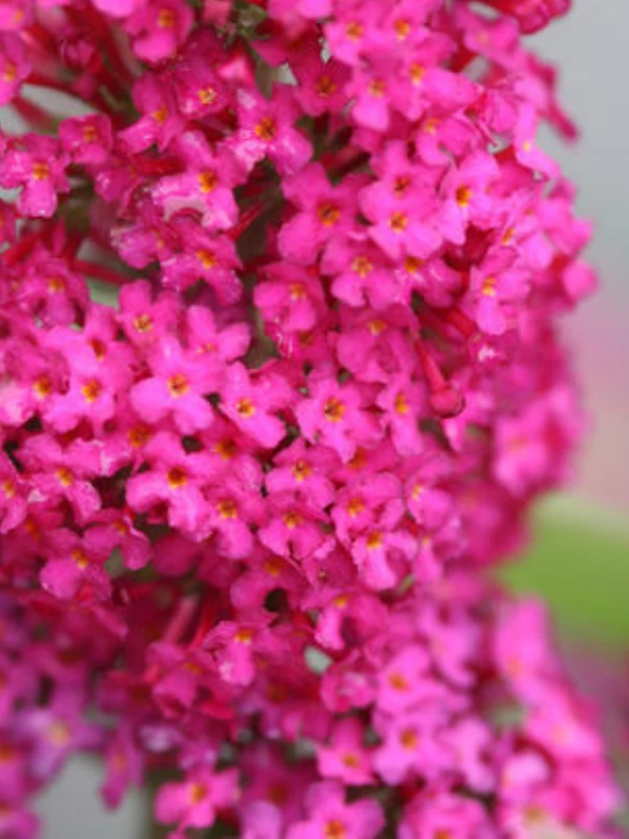 Butterfly Bush 'Miss Molly' 2G - Image 3