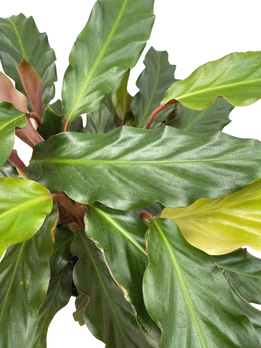 Calathea Rufibarba 6"