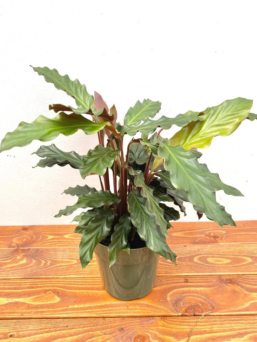 Calathea Rufibarba 6" - Image 2
