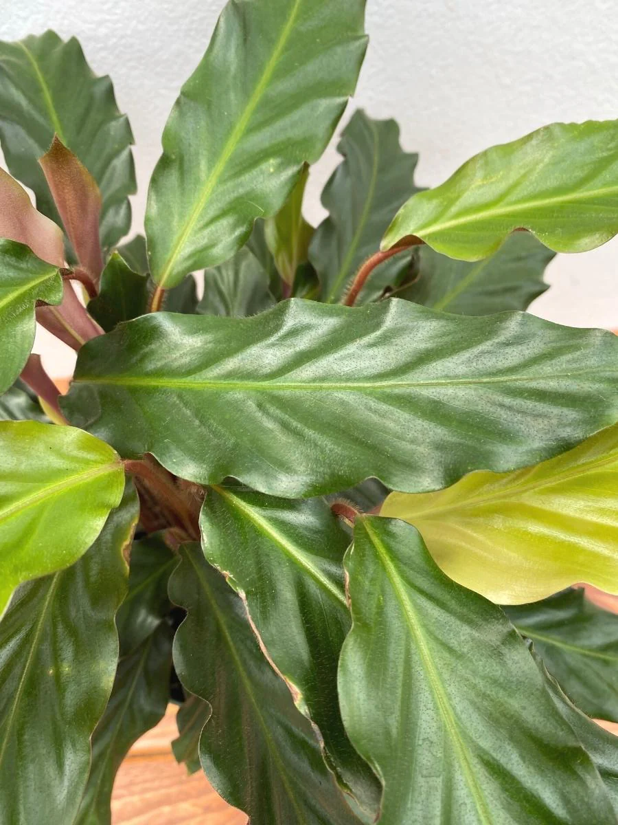 Calathea Rufibarba 6" - Image 3