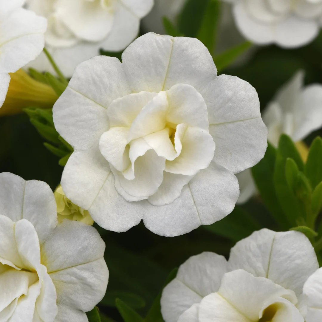 Calibrachoa MiniFamous® Neo Double White