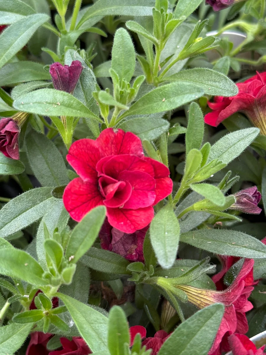 Calibrachoa MiniFamous® Uno Double Red 4''