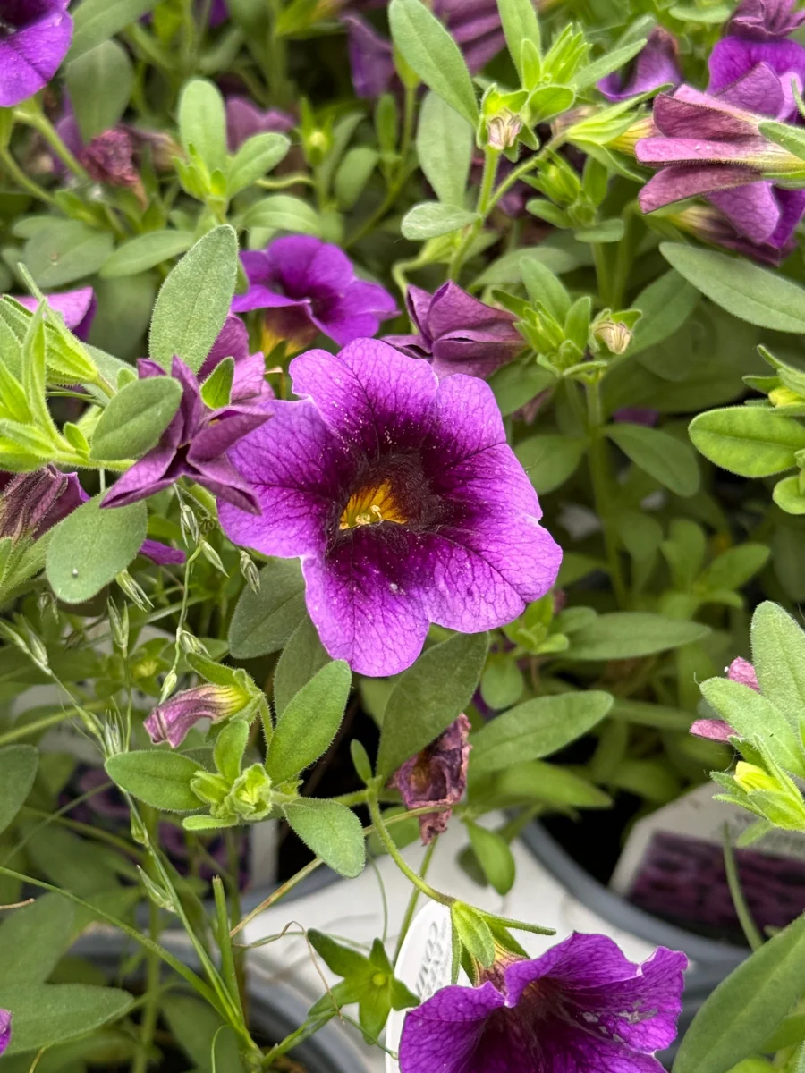 Calibrachoa Superbells® Grape Punch 4.5''