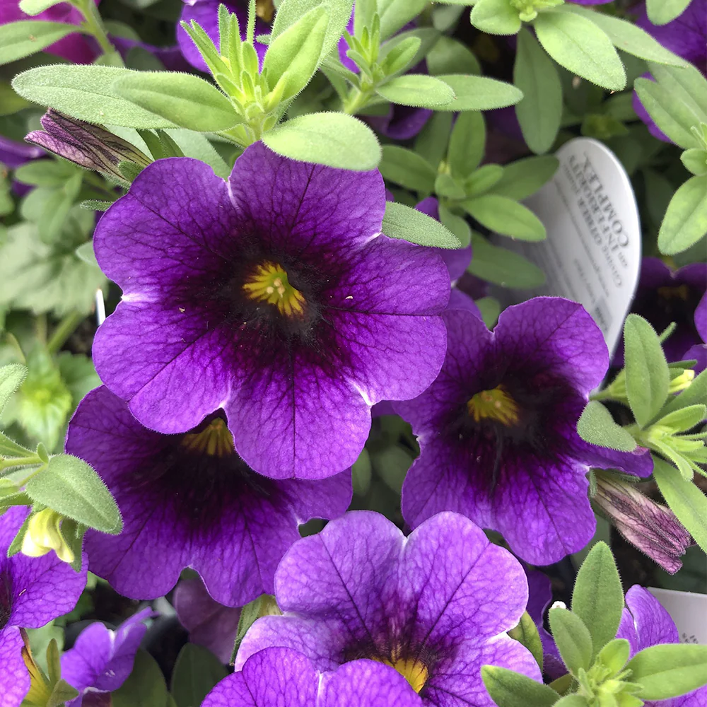Calibrachoa Superbells® Grape Punch 4.5'' - Image 2