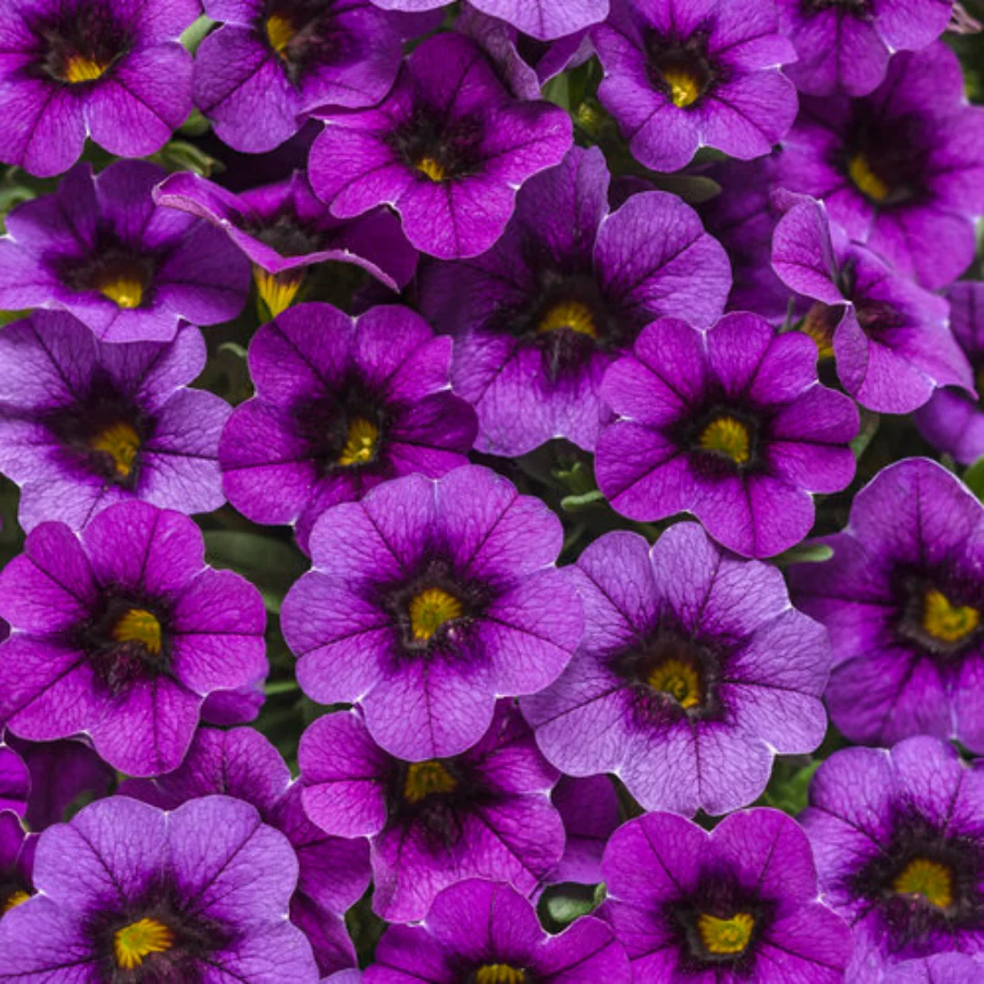 Calibrachoa Superbells® Grape Punch 4.5'' - Image 3