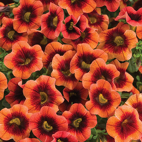 Calibrachoa Superbells® Tangerine Punch 4"
