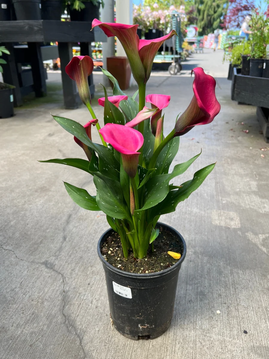 Calla Lily Hot Pink 1G - Image 3