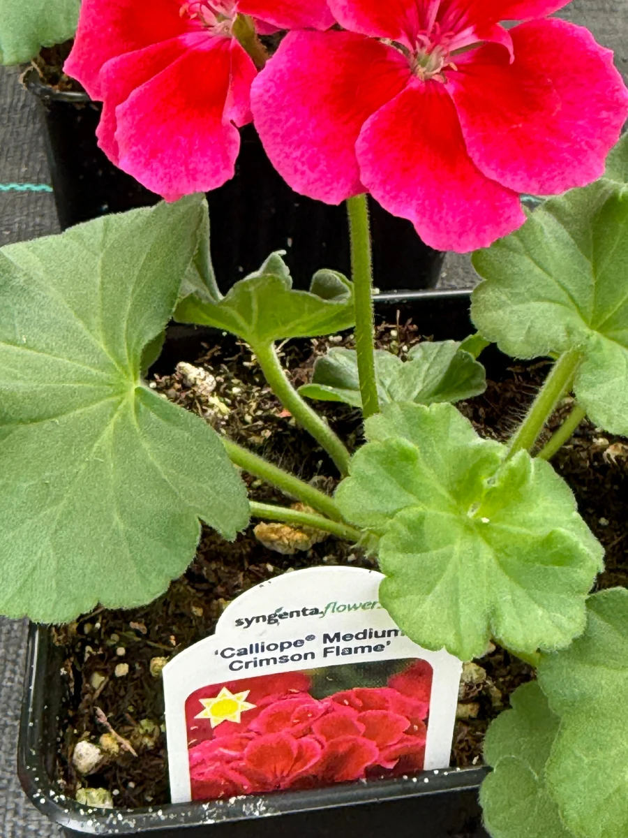 Geranium | Calliope® Medium Crimson Flame 4" - Image 3