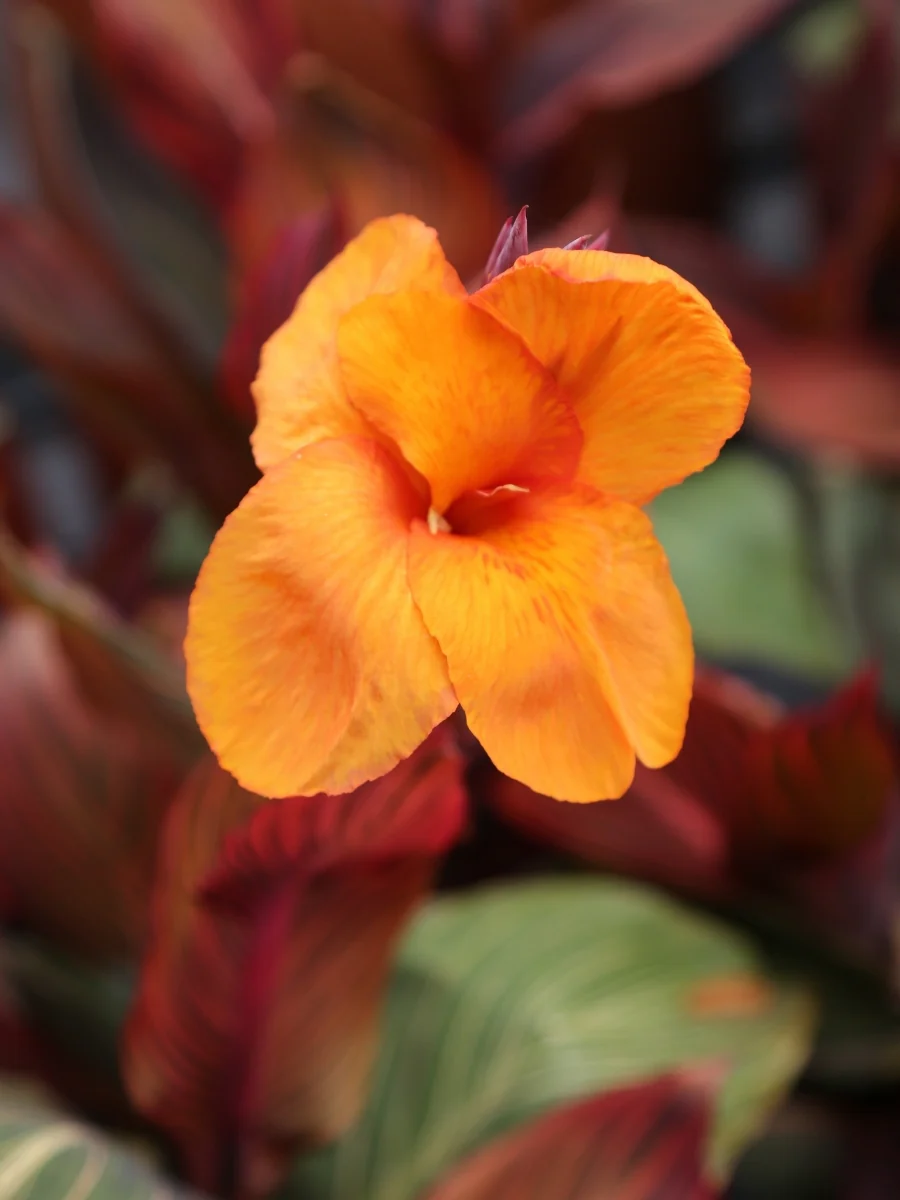 Canna Tropicanna® 3G - Image 3
