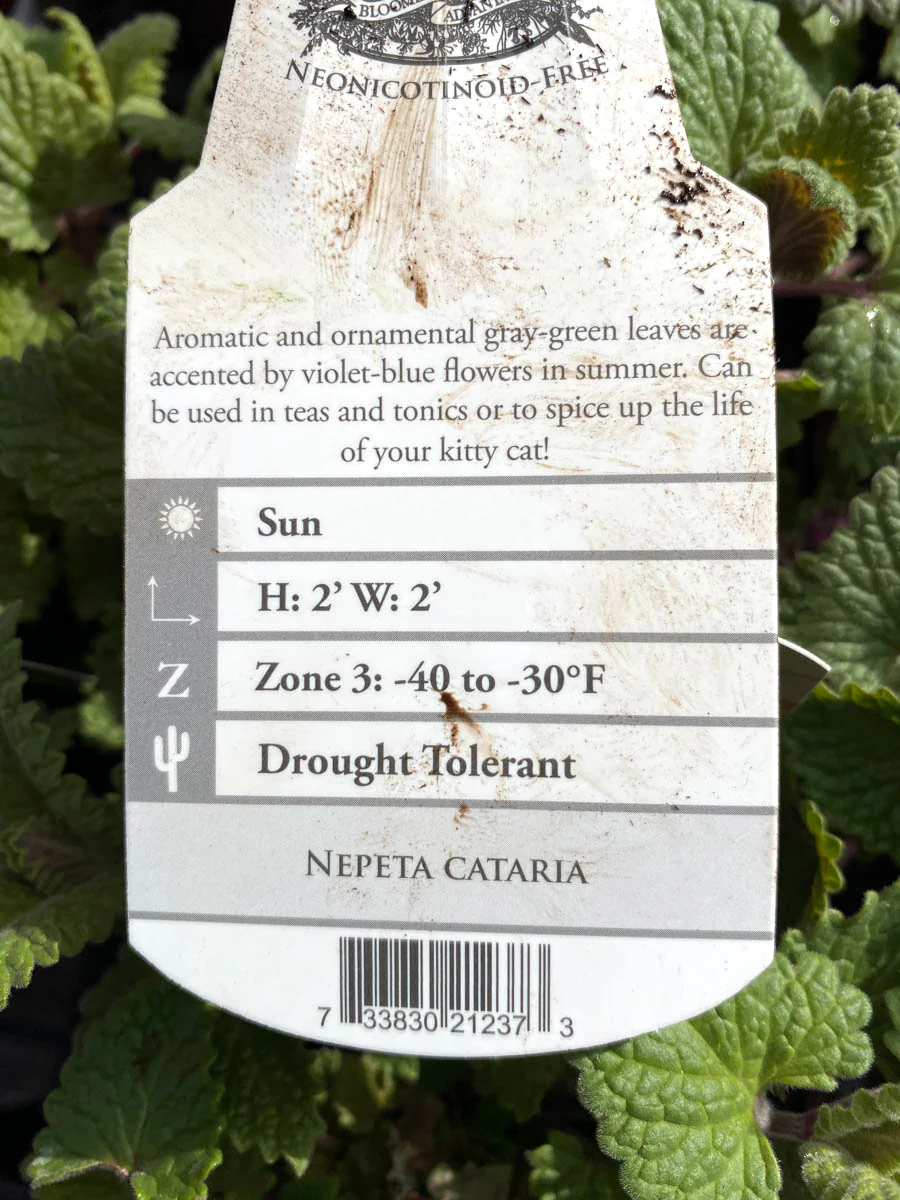 Catnip 4” - Image 2
