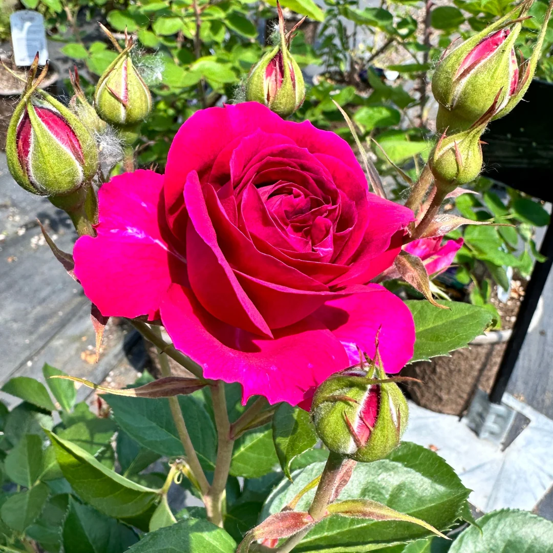 Floribunda | Celestial Night - Image 3