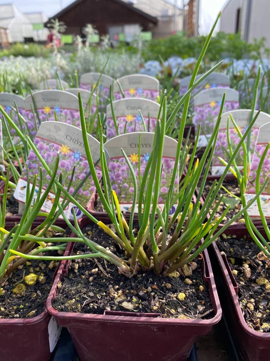 Chives 4"
