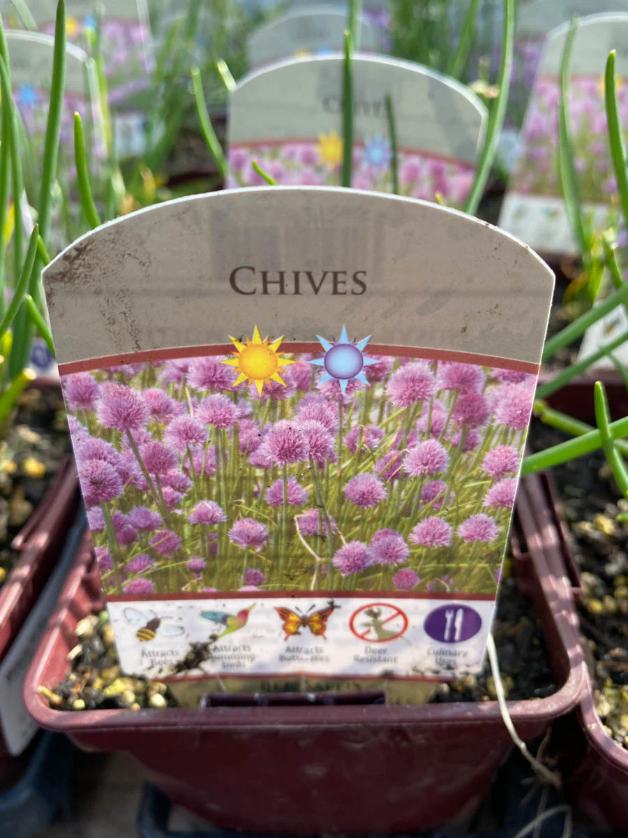 Chives 4" - Image 3