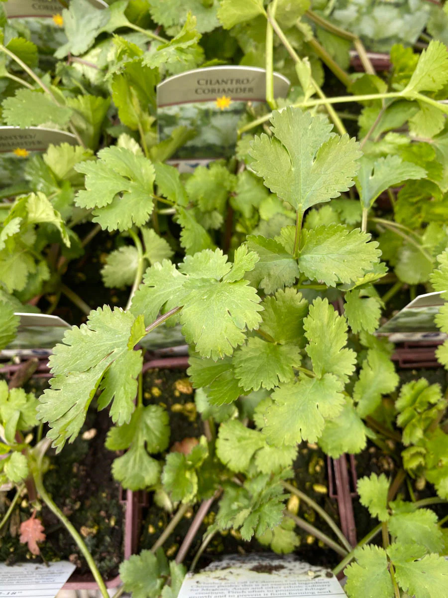 Cilantro 4”