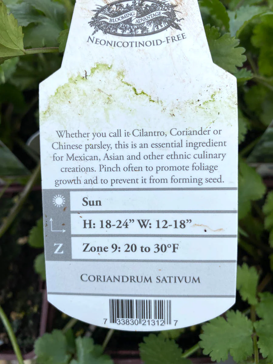 Cilantro 4” - Image 2