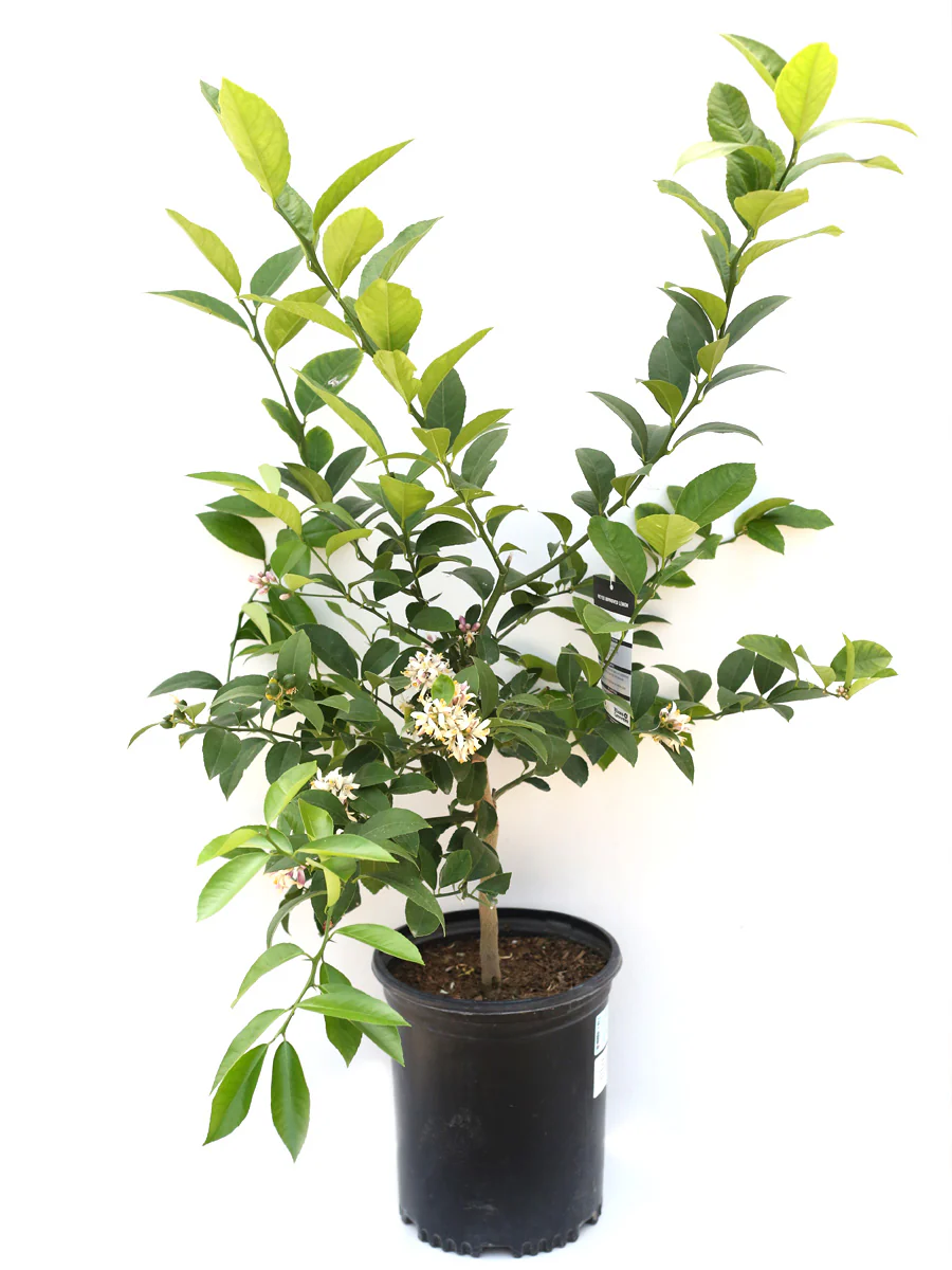 Citrus | Meyer Lemon - Image 3