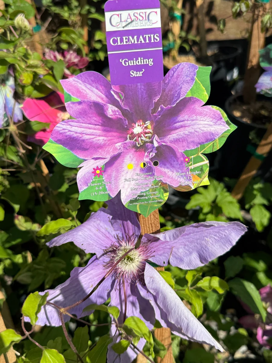 Clematis 'Guiding Star' 1G - Image 3