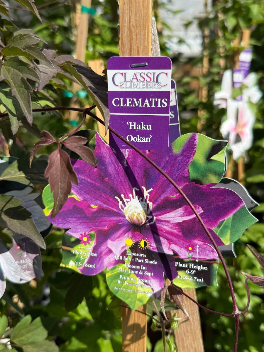 Clematis Haku Ookan 1G - Image 3