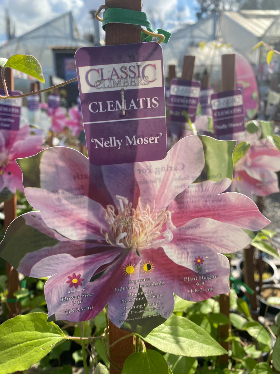 Clematis Nelly Moser - Image 2