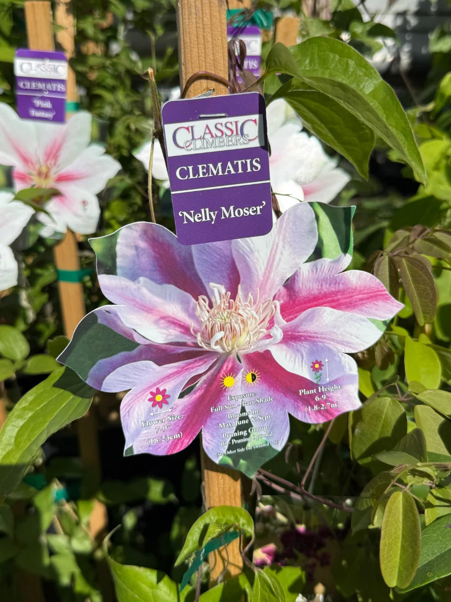 Clematis Nelly Moser - Image 3
