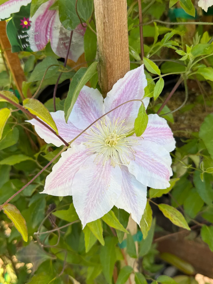 Clematis Vancouver™ 'Cotton Candy' 1G - Image 3