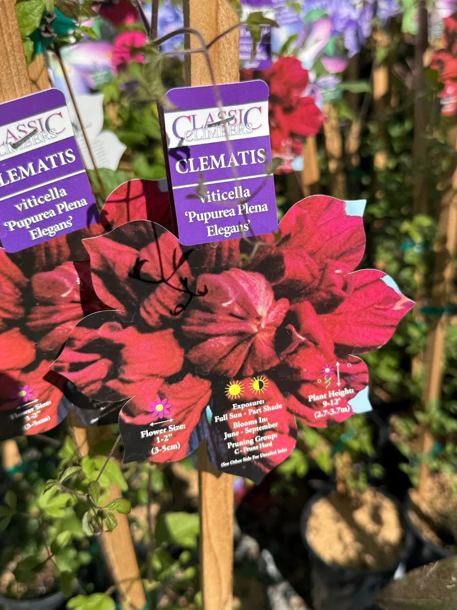 Clematis Viticella 'Pupurea Plena Elegans' 1G