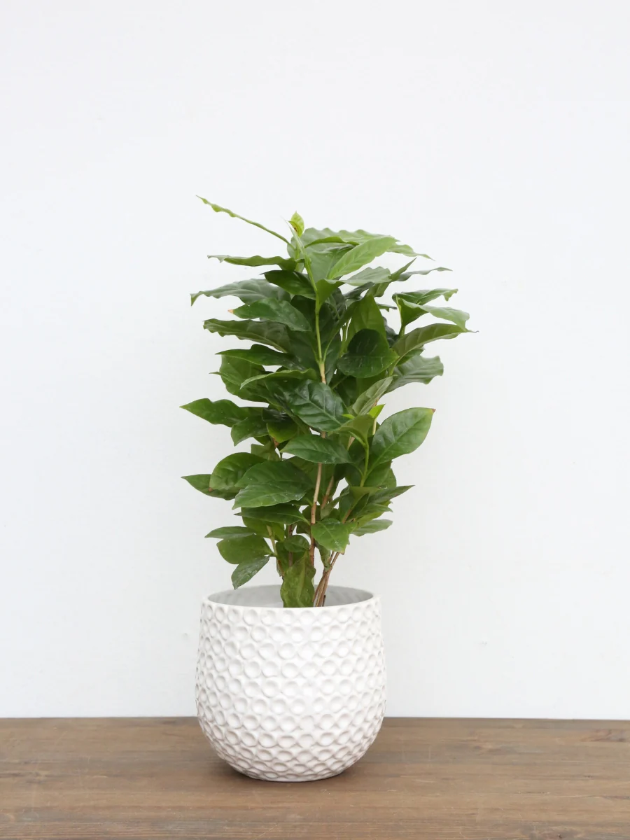 Coffee Plant