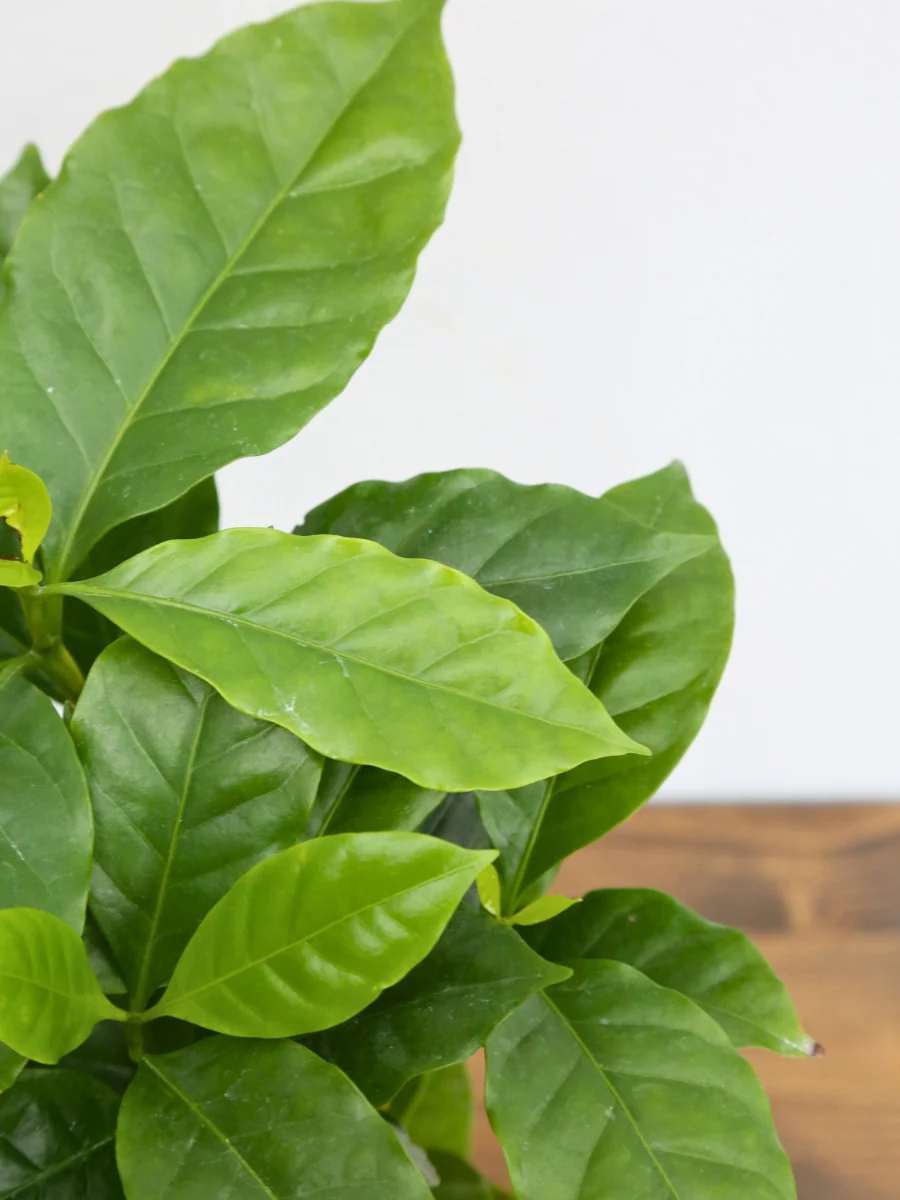Coffee Plant - Image 2