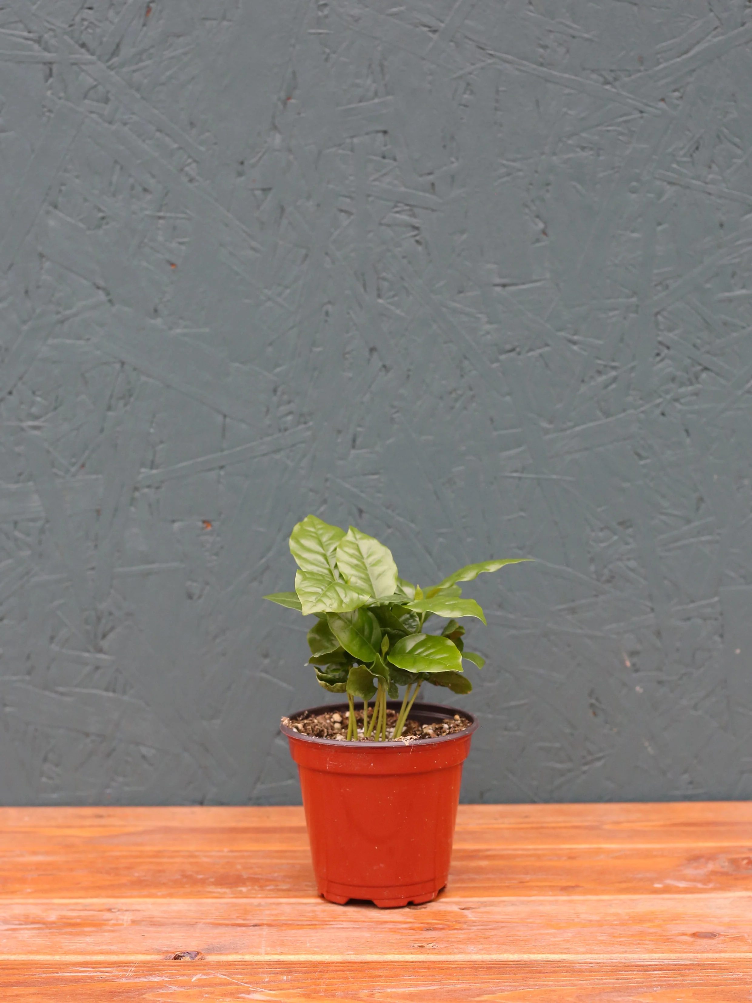 Coffee Plant - Image 3