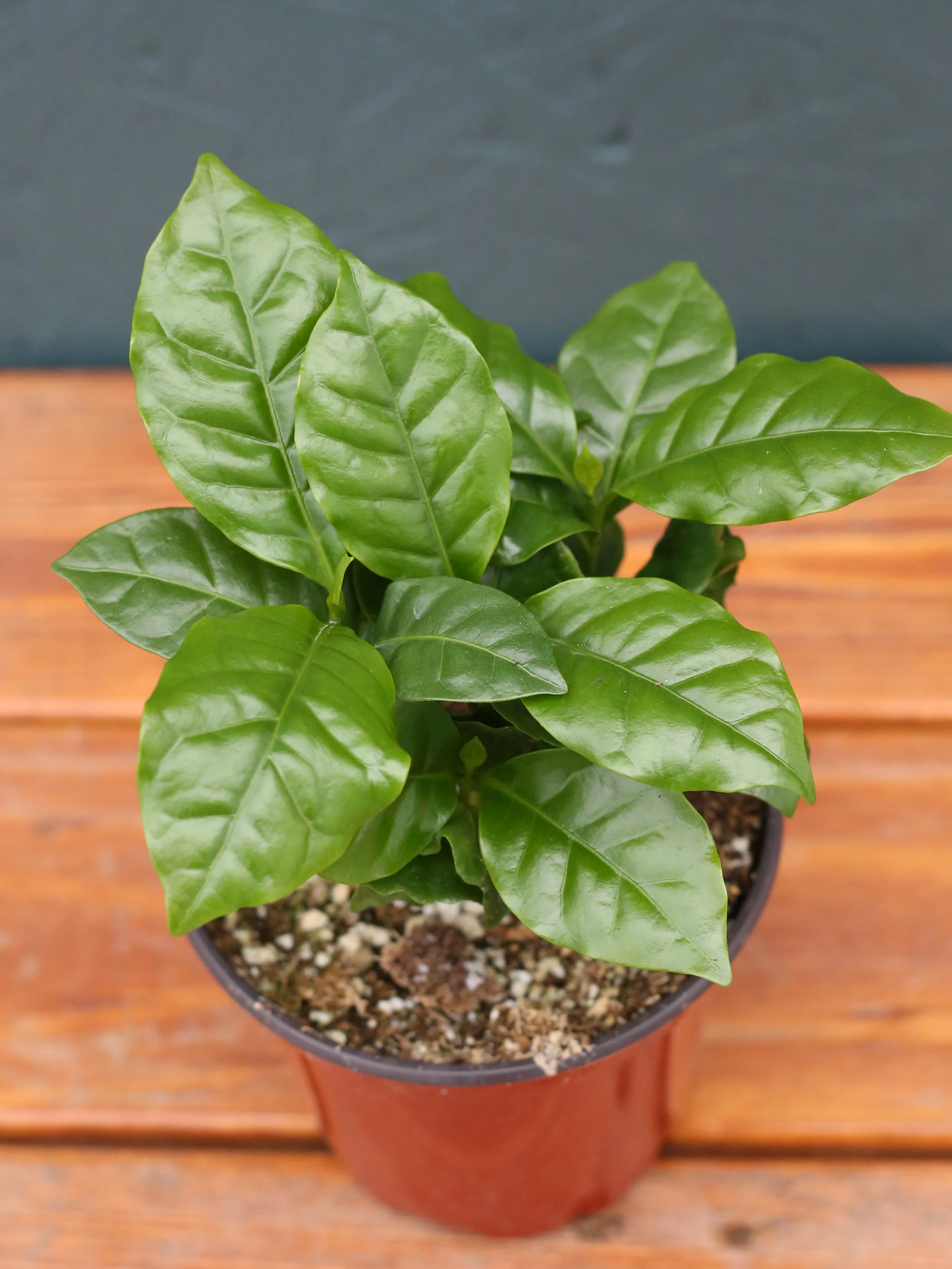 Coffee Plant - Image 4