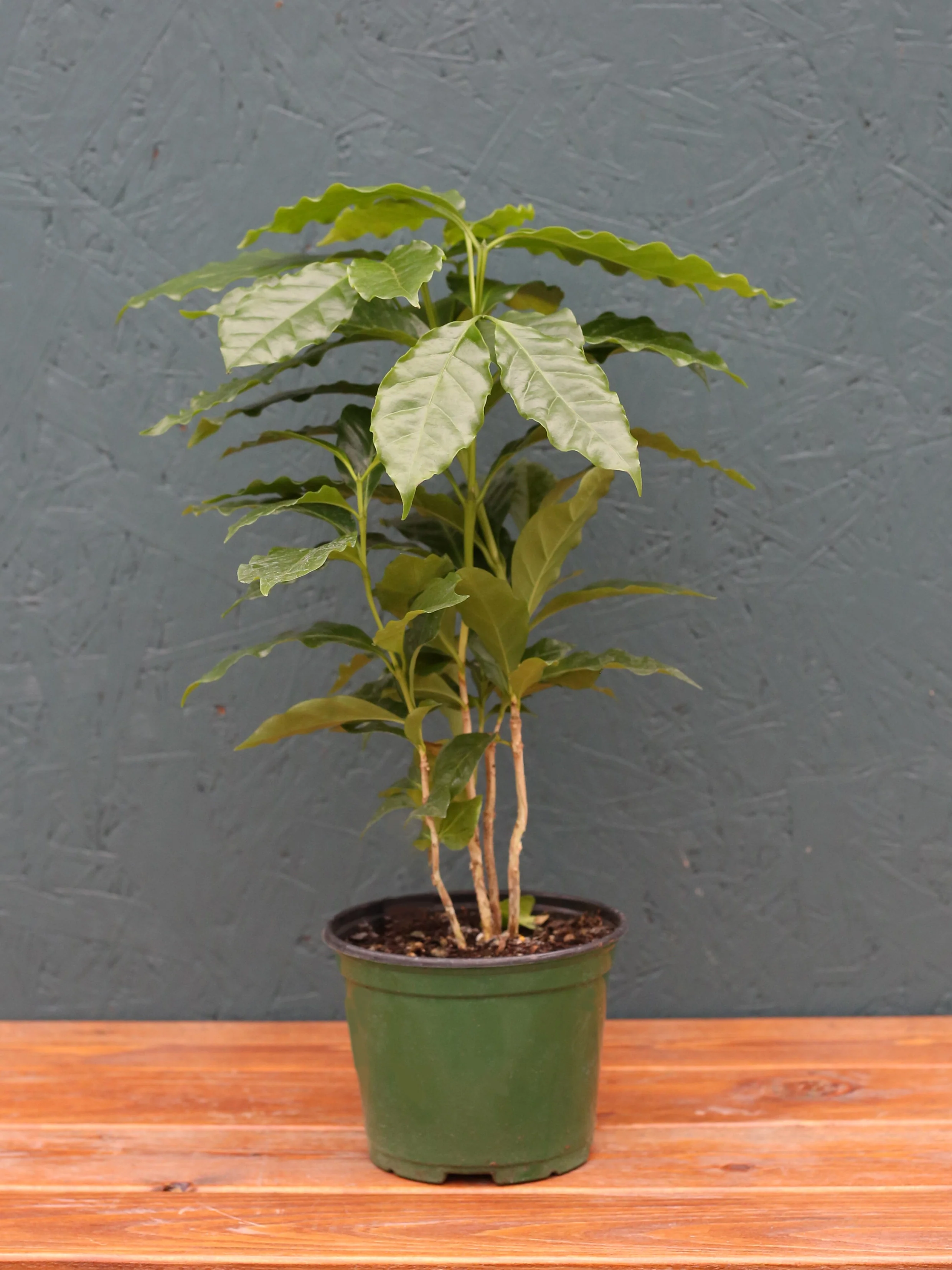 Coffee Plant - Image 5