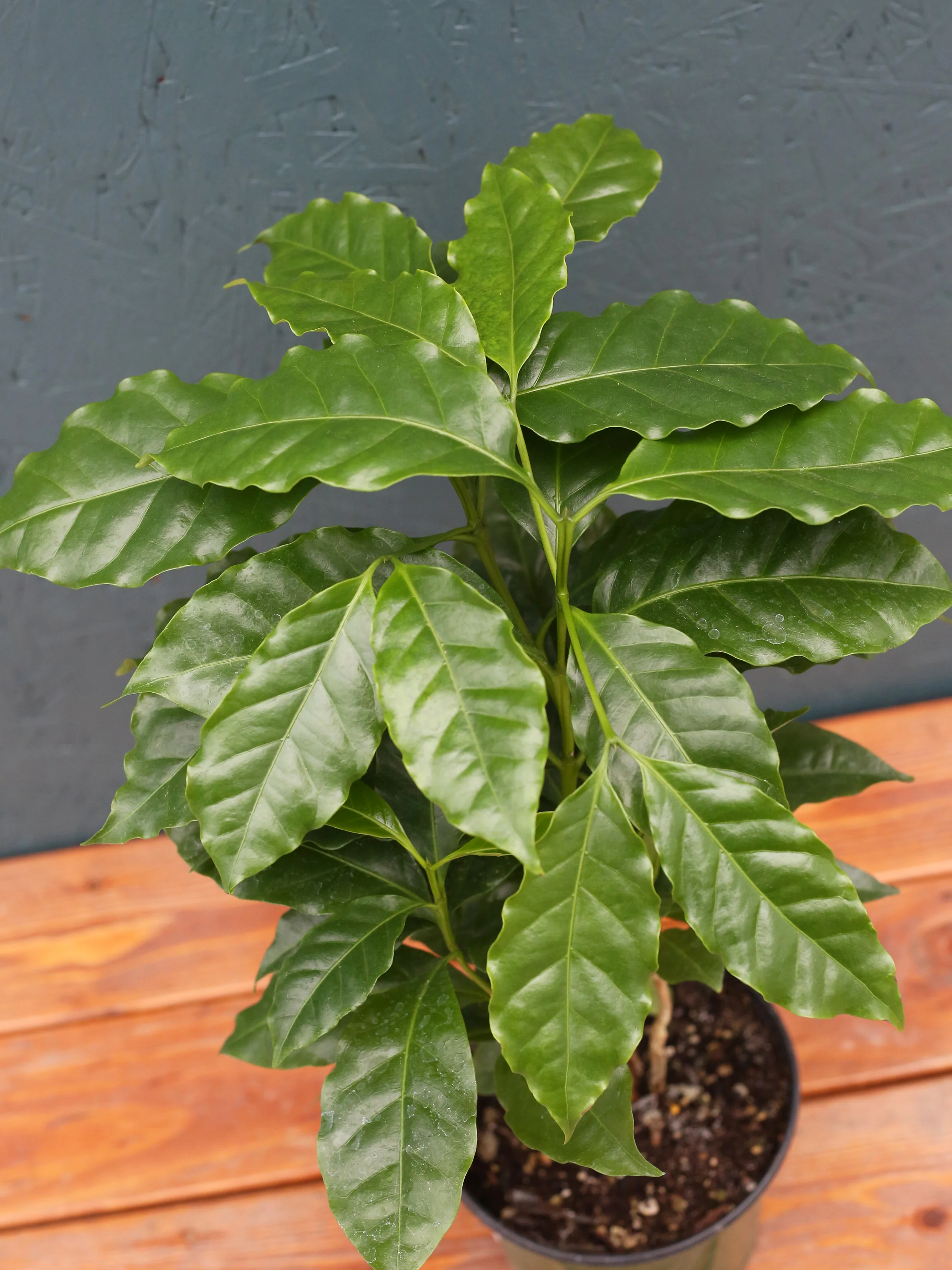 Coffee Plant - Image 6