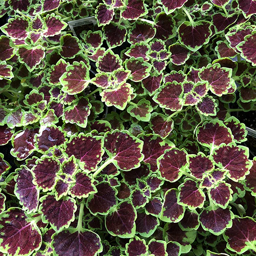 Coleus 'Burgundy Wedding Train' 4"