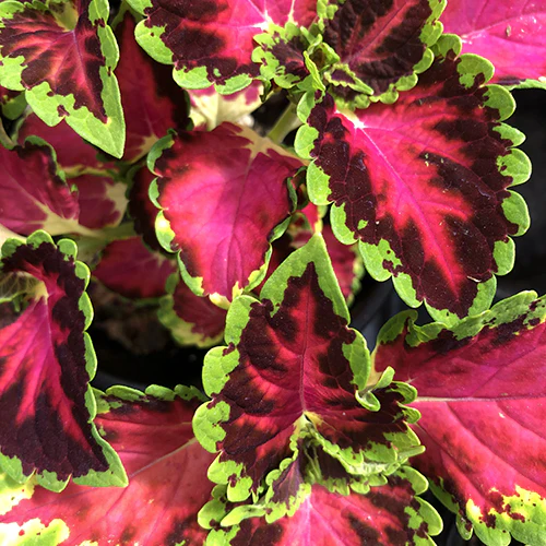 Coleus 'Heartbreaker' Qt.